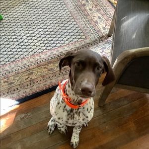 Meet your Posher, Patrick